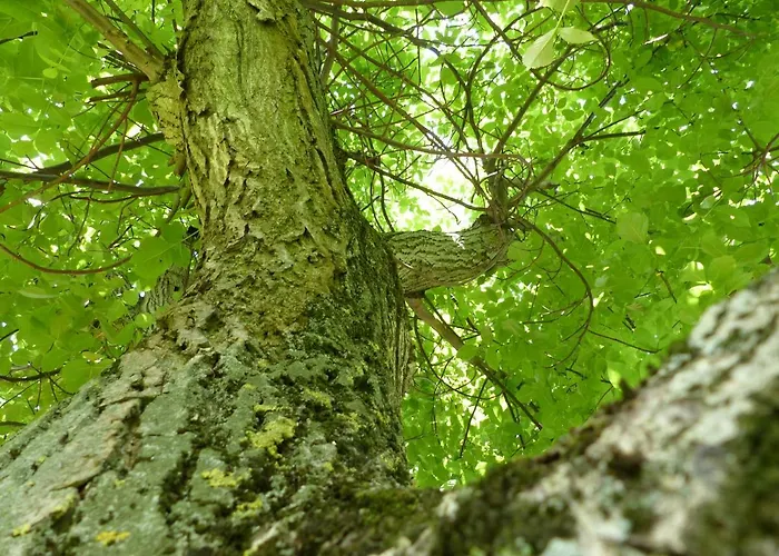 Ferienhaus Arendsee *